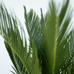 Plant in a Box Vredespalm met voeding - Set van 2 - Cycas revoluta - Hoogte 45-60cm - ⌀15cm