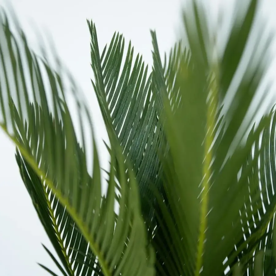 Plant in a Box Vredespalm met voeding - Set van 2 - Cycas revoluta - Hoogte 45-60cm - ⌀15cm