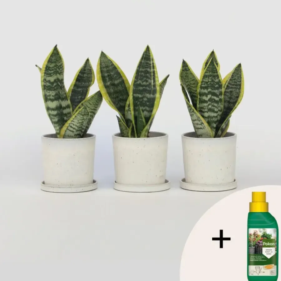 Plant in a Box Vrouwentong - Set van 3 - Sansevieria 'Futura Superba' - Hoogte 35-40cm - ⌀12cm