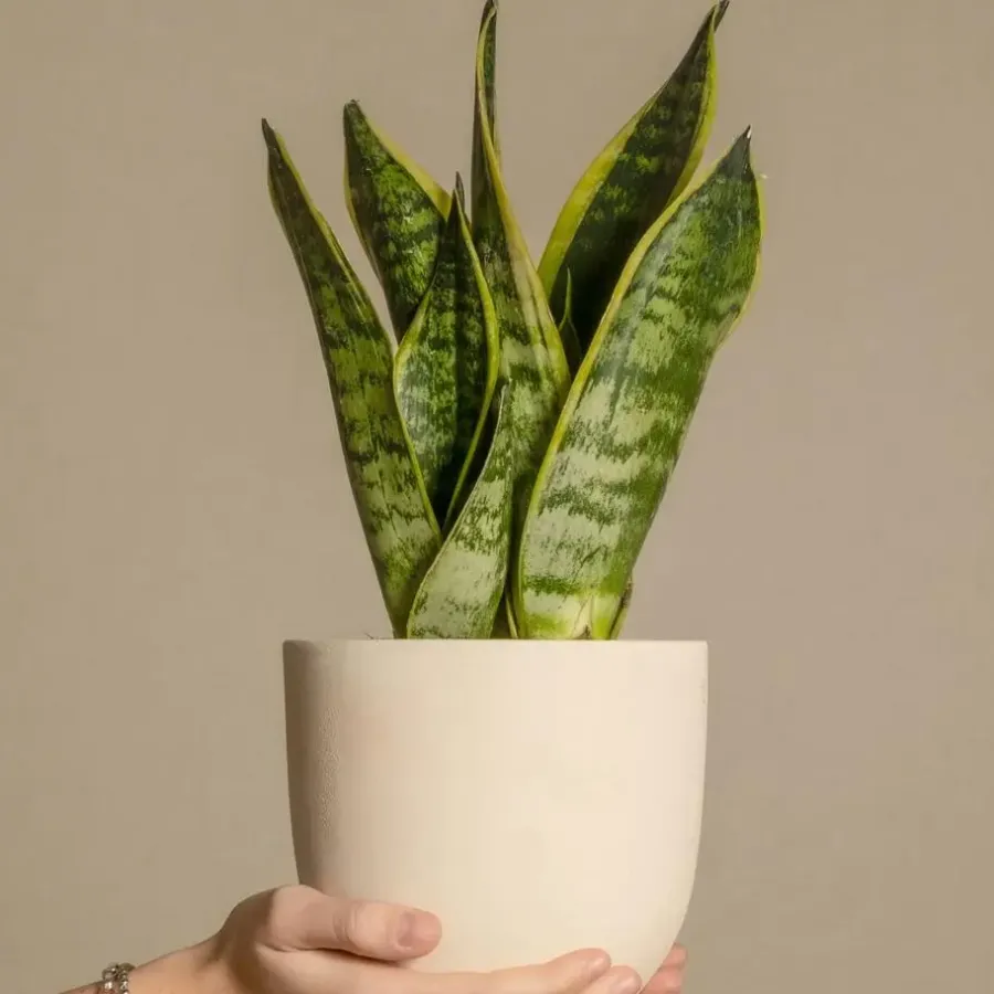Plant in a Box Vrouwentong - Set van 3 - Sansevieria 'Futura Superba' - Hoogte 35-40cm - ⌀12cm