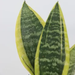 Plant in a Box Vrouwentong - Set van 3 - Sansevieria 'Futura Superba' - Hoogte 35-40cm - ⌀12cm