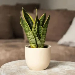 Plant in a Box Vrouwentong - Set van 3 - Sansevieria 'Futura Superba' - Hoogte 35-40cm - ⌀12cm