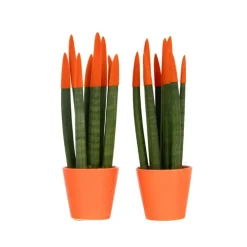 Kamerplanten-Plant in a Box Vrouwentong - Set van 2 - Sansevieria cylindrica - Hoogte 20-40cm - ⌀9cm