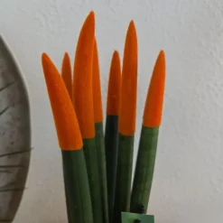 Kamerplanten-Plant in a Box Vrouwentong - Set van 2 - Sansevieria cylindrica - Hoogte 20-40cm - ⌀9cm
