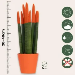 Kamerplanten-Plant in a Box Vrouwentong - Set van 2 - Sansevieria cylindrica - Hoogte 20-40cm - ⌀9cm
