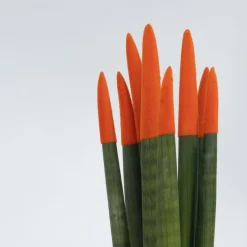 Kamerplanten-Plant in a Box Vrouwentong - Set van 2 - Sansevieria cylindrica - Hoogte 20-40cm - ⌀9cm