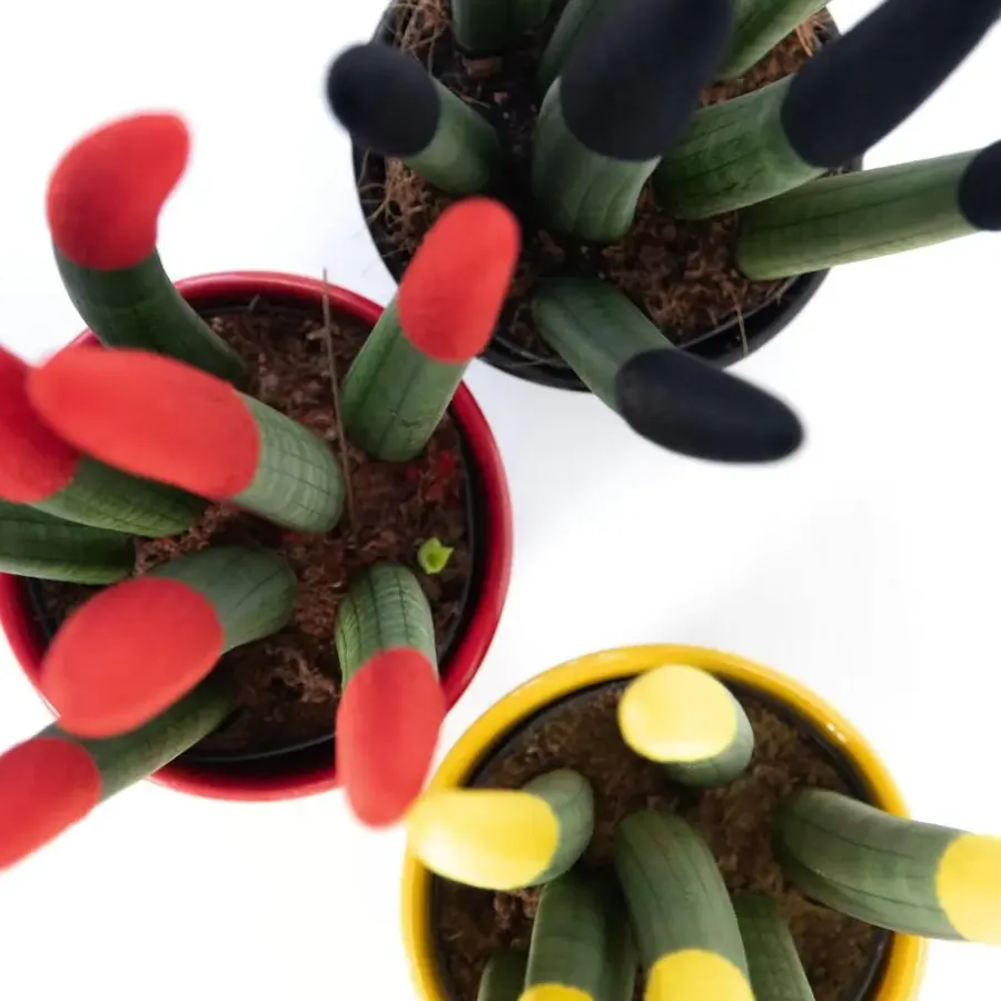 Kamerplanten-Plant in a Box Vrouwentong - Set van 3 - Sansevieria cylindrica - Hoogte 20-40cm - ⌀9cm