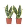 Kamerplanten-Plant in a Box Vrouwentong - Set van 2 - Sansevieria 'Futura Superba' - Hoogte 35-40cm - ⌀12cm