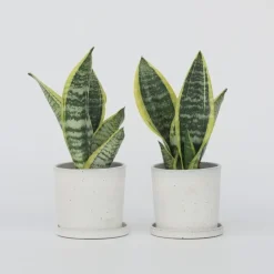 Kamerplanten-Plant in a Box Vrouwentong - Set van 2 - Sansevieria 'Futura Superba' - Hoogte 35-40cm - ⌀12cm