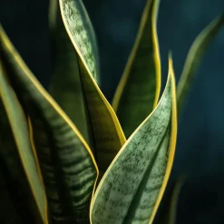 Kamerplanten-Plant in a Box Vrouwentong - Set van 2 - Sansevieria 'Futura Superba' - Hoogte 35-40cm - ⌀12cm