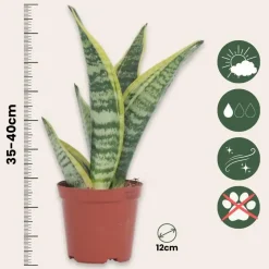 Kamerplanten-Plant in a Box Vrouwentong - Set van 2 - Sansevieria 'Futura Superba' - Hoogte 35-40cm - ⌀12cm