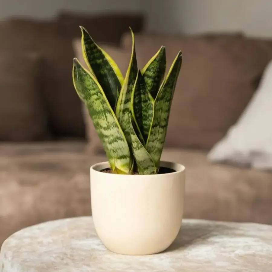 Kamerplanten-Plant in a Box Vrouwentong - Set van 2 - Sansevieria 'Futura Superba' - Hoogte 35-40cm - ⌀12cm