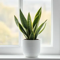 Kamerplanten-Plant in a Box Vrouwentong - Set van 2 - Sansevieria 'Futura Superba' - Hoogte 35-40cm - ⌀12cm