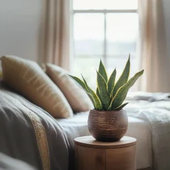 Kamerplanten-Plant in a Box Vrouwentong - Set van 2 - Sansevieria 'Futura Superba' - Hoogte 35-40cm - ⌀12cm