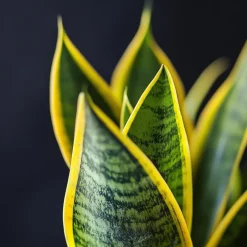 Kamerplanten-Plant in a Box Vrouwentong - Set van 2 - Sansevieria 'Futura Superba' - Hoogte 35-40cm - ⌀12cm