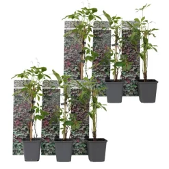 Plant in a Box Wilde wingerd - Set van 6 - Parthenocissus quinquefolia - Hoogte 25-40cm - ⌀9cm