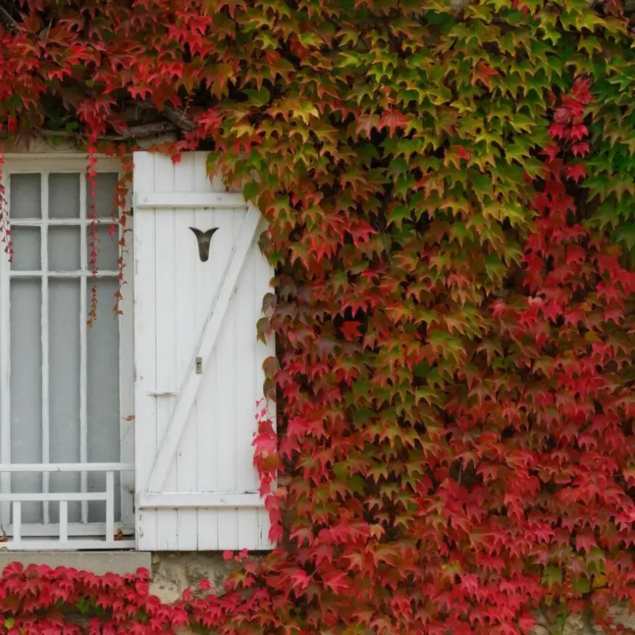 Plant in a Box Wilde wingerd - Set van 6 - Parthenocissus quinquefolia - Hoogte 25-40cm - ⌀9cm