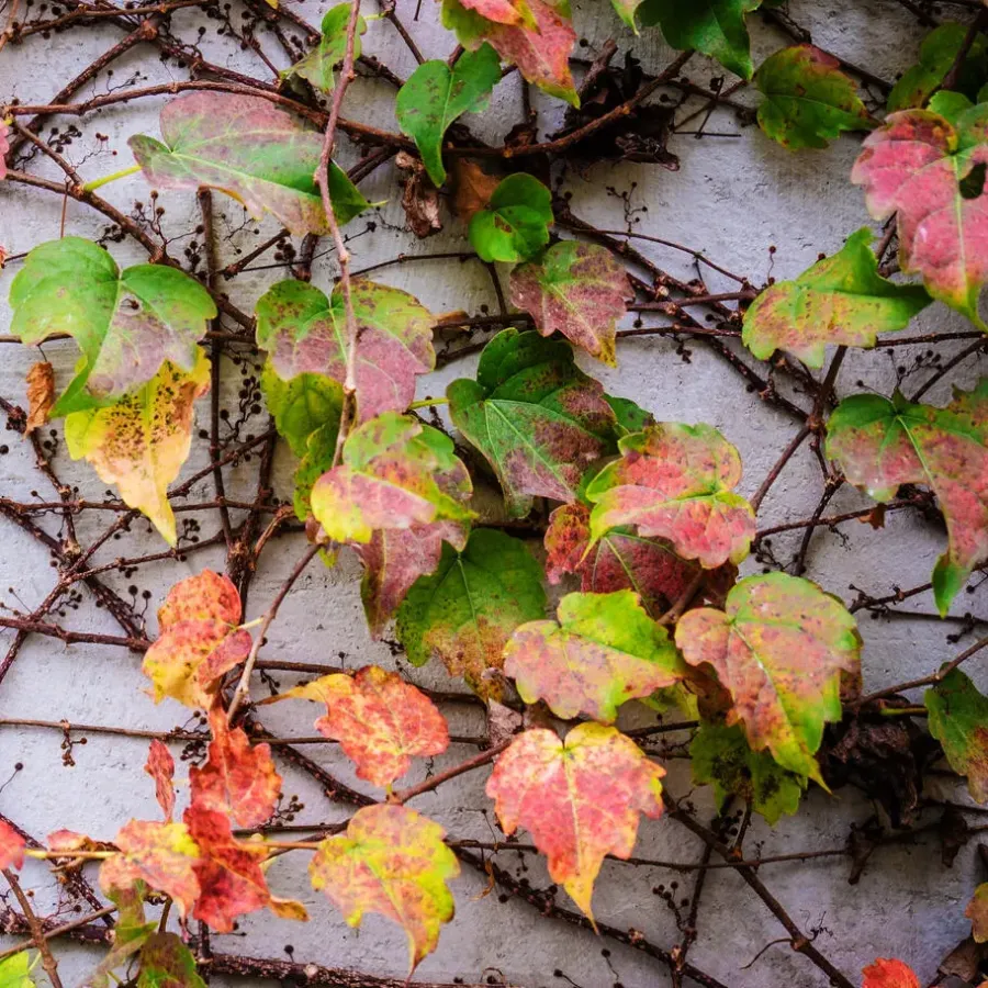 Plant in a Box Wilde wingerd - Set van 6 - Parthenocissus quinquefolia - Hoogte 25-40cm - ⌀9cm