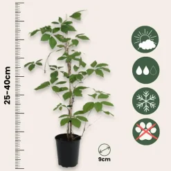 Plant in a Box Wilde wingerd - Set van 6 - Parthenocissus quinquefolia - Hoogte 25-40cm - ⌀9cm