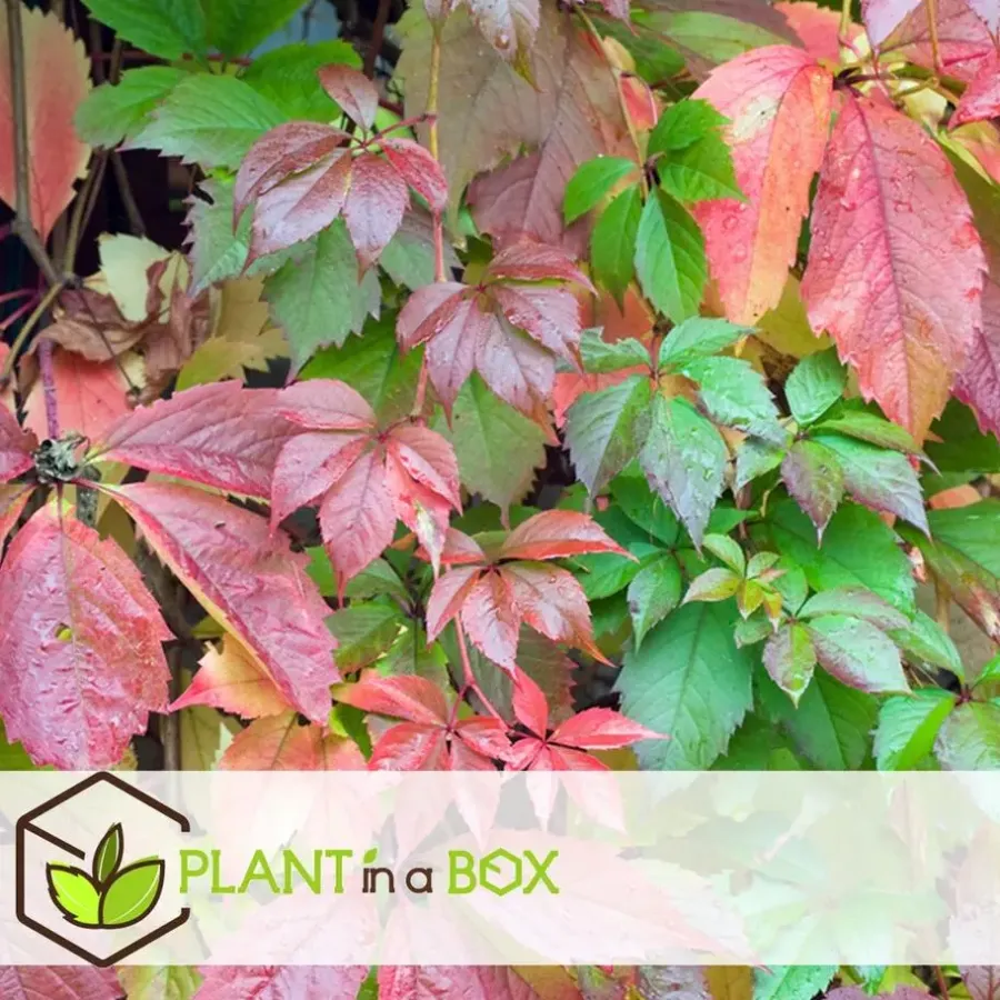 Plant in a Box Wilde wingerd - Set van 6 - Parthenocissus quinquefolia - Hoogte 25-40cm - ⌀9cm