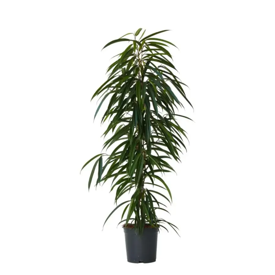Kamerplanten-Plant in a Box Wilgenblad Ficus - Ficus binnendijkii - Hoogte 100-110cm - ⌀21cm