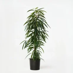 Kamerplanten-Plant in a Box Wilgenblad Ficus - Ficus binnendijkii - Hoogte 100-110cm - ⌀21cm