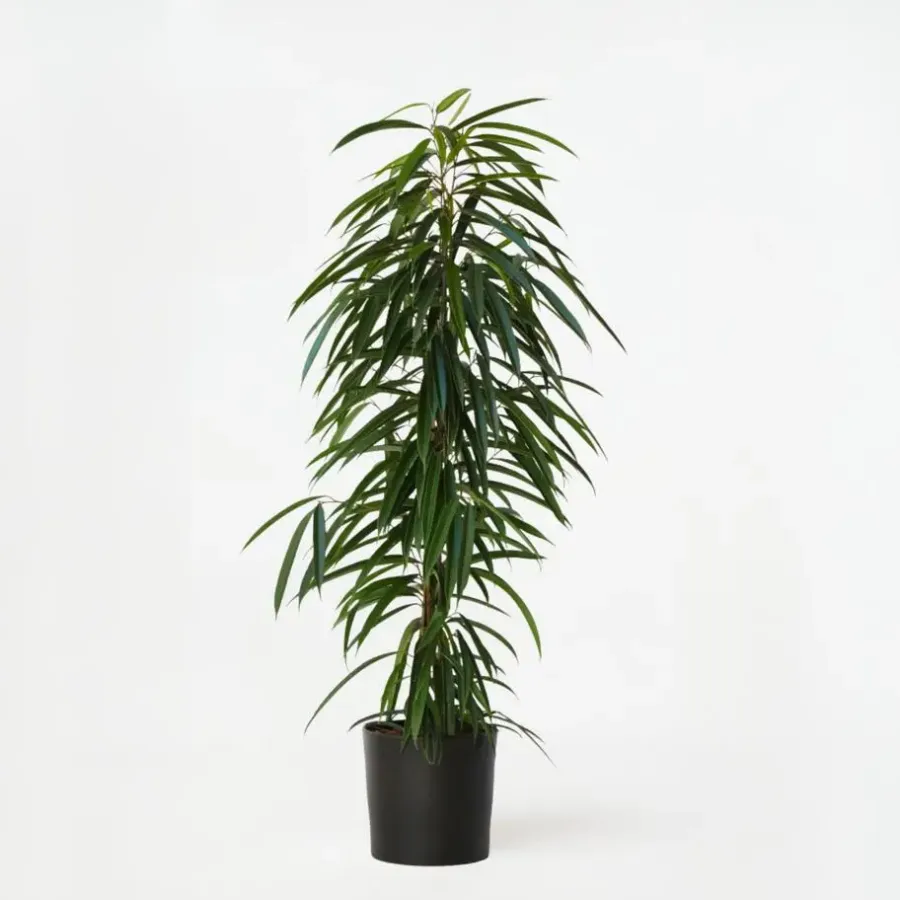 Kamerplanten-Plant in a Box Wilgenblad Ficus - Ficus binnendijkii - Hoogte 100-110cm - ⌀21cm