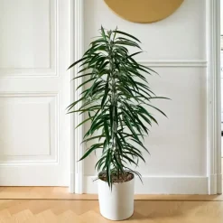 Kamerplanten-Plant in a Box Wilgenblad Ficus - Ficus binnendijkii - Hoogte 100-110cm - ⌀21cm