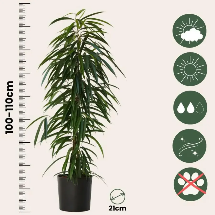 Kamerplanten-Plant in a Box Wilgenblad Ficus - Ficus binnendijkii - Hoogte 100-110cm - ⌀21cm