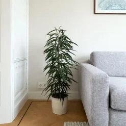 Kamerplanten-Plant in a Box Wilgenblad Ficus - Ficus binnendijkii - Hoogte 100-110cm - ⌀21cm