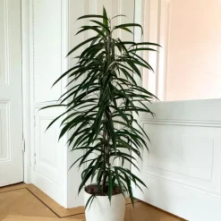 Kamerplanten-Plant in a Box Wilgenblad Ficus - Ficus binnendijkii - Hoogte 100-110cm - ⌀21cm