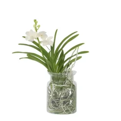 Plant in a Box Witte Orchidee met vaas - Vanda 'White' - Hoogte 40-50cm - ⌀14cm
