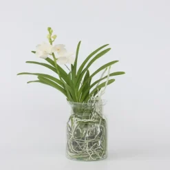 Plant in a Box Witte Orchidee met vaas - Vanda 'White' - Hoogte 40-50cm - ⌀14cm