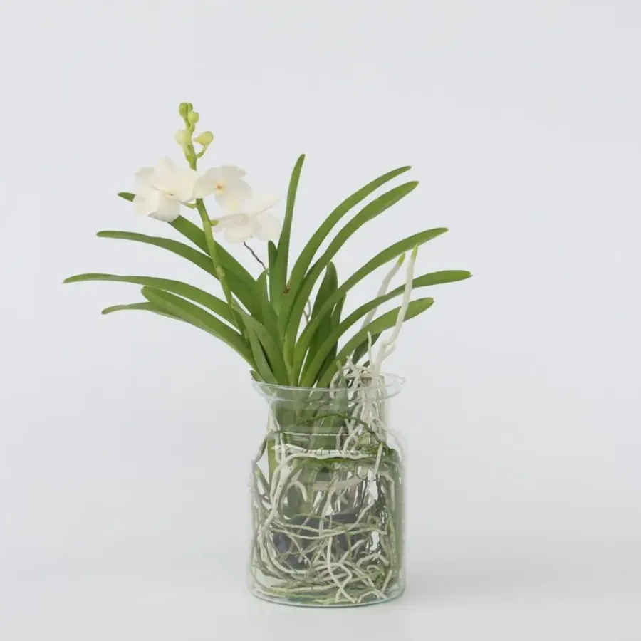 Plant in a Box Witte Orchidee met vaas - Vanda 'White' - Hoogte 40-50cm - ⌀14cm
