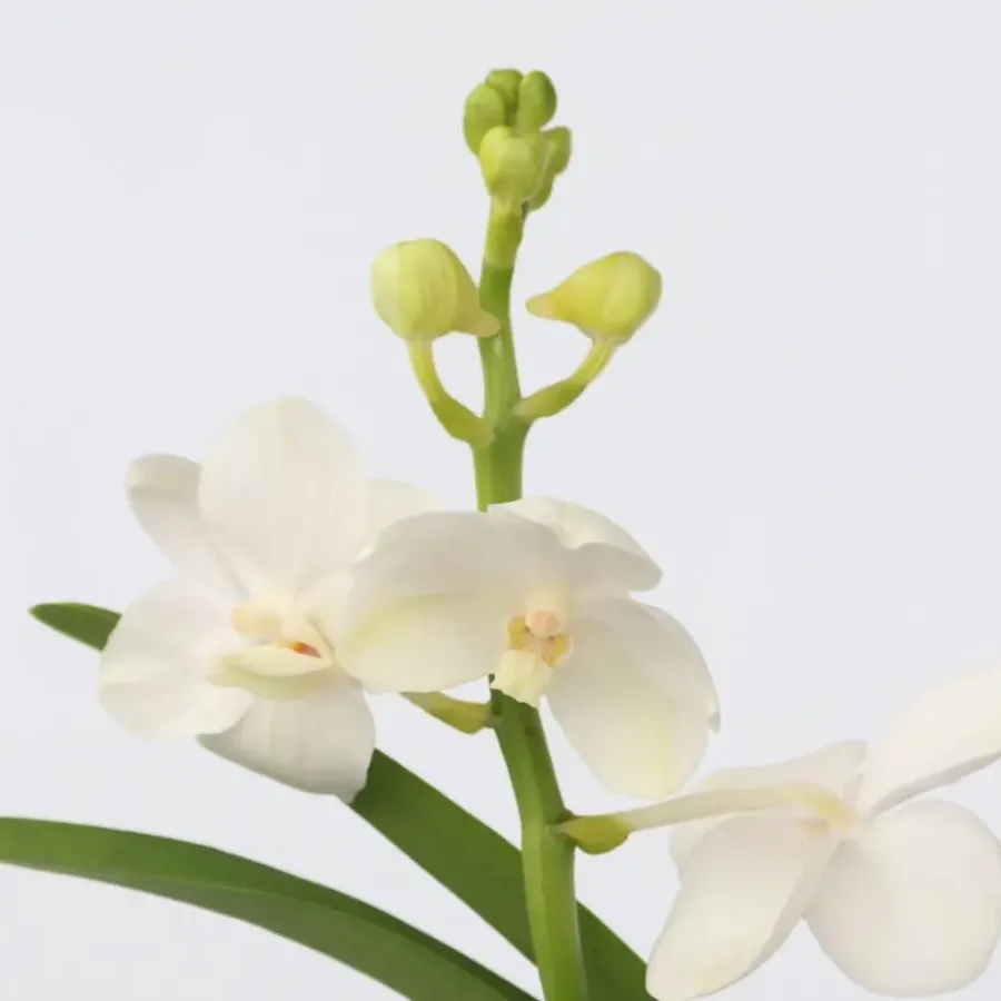 Plant in a Box Witte Orchidee met vaas - Vanda 'White' - Hoogte 40-50cm - ⌀14cm