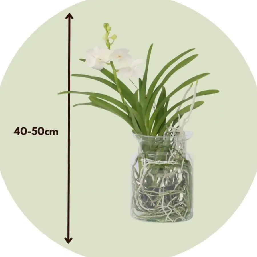 Plant in a Box Witte Orchidee met vaas - Vanda 'White' - Hoogte 40-50cm - ⌀14cm