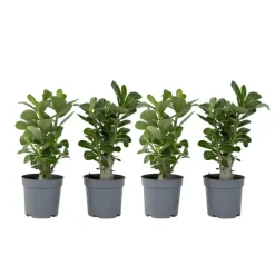Kamerplanten-Plant in a Box Woestijnroos - Set van 4 - Adenium obesum - Hoogte 25-40cm - ⌀10,5cm
