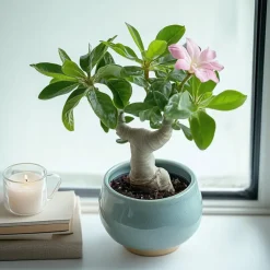 Kamerplanten-Plant in a Box Woestijnroos - Set van 4 - Adenium obesum - Hoogte 25-40cm - ⌀10,5cm