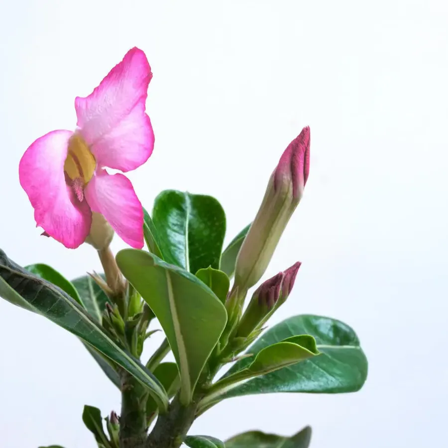 Kamerplanten-Plant in a Box Woestijnroos - Set van 4 - Adenium obesum - Hoogte 25-40cm - ⌀10,5cm