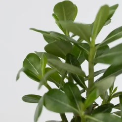 Kamerplanten-Plant in a Box Woestijnroos - Set van 4 - Adenium obesum - Hoogte 25-40cm - ⌀10,5cm