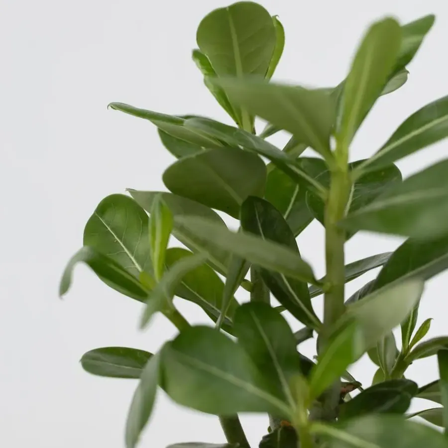 Kamerplanten-Plant in a Box Woestijnroos - Set van 4 - Adenium obesum - Hoogte 25-40cm - ⌀10,5cm