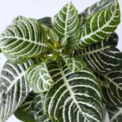 Kamerplanten-Plant in a Box Zebraplant - Aphelandra squarrosa 'Botanica' - Hoogte 25-45cm - ⌀13cm