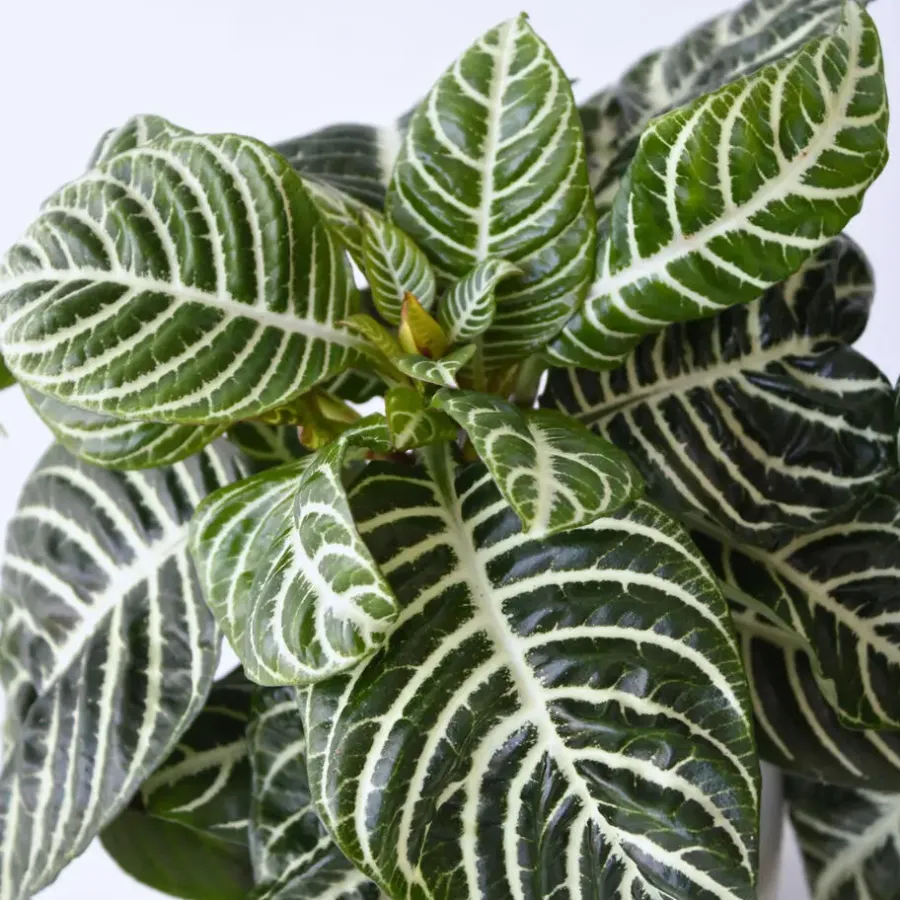 Kamerplanten-Plant in a Box Zebraplant - Aphelandra squarrosa 'Botanica' - Hoogte 25-45cm - ⌀13cm