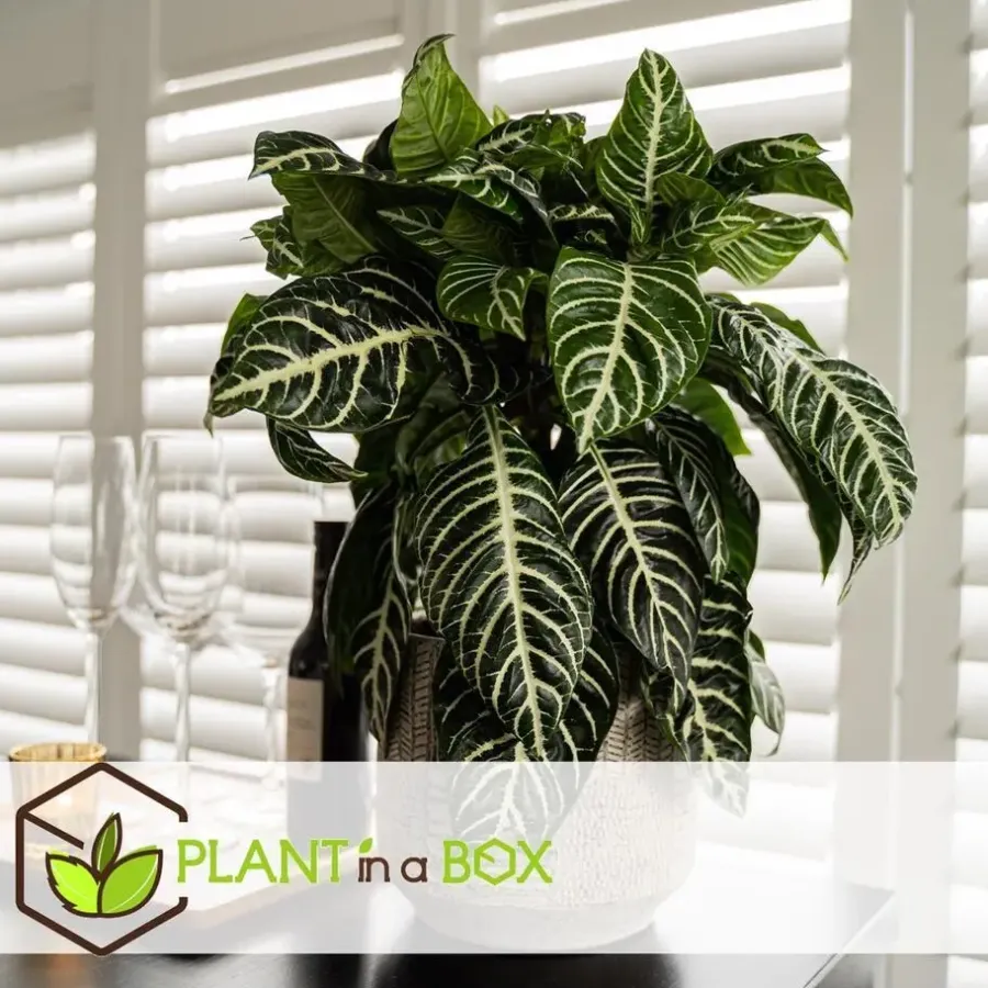 Kamerplanten-Plant in a Box Zebraplant - Aphelandra squarrosa 'Botanica' - Hoogte 25-45cm - ⌀13cm