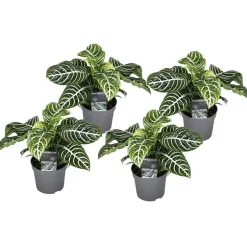 Plant in a Box Zebraplant - Set van 4 - Aphelandra squarrosa - Hoogte 25-45cm - ⌀13cm