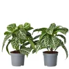 Kamerplanten-Plant in a Box Zebraplant - Set van 2 - Aphelandra squarrosa - Hoogte 25-45cm - ⌀13cm