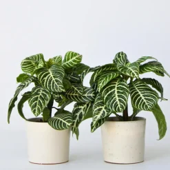 Kamerplanten-Plant in a Box Zebraplant - Set van 2 - Aphelandra squarrosa - Hoogte 25-45cm - ⌀13cm