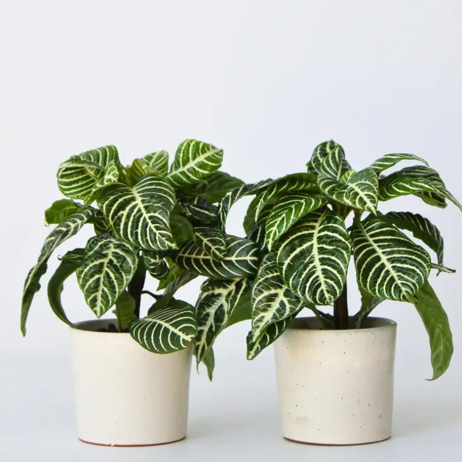 Kamerplanten-Plant in a Box Zebraplant - Set van 2 - Aphelandra squarrosa - Hoogte 25-45cm - ⌀13cm