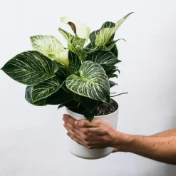 Kamerplanten-Plant in a Box Zebraplant - Set van 2 - Aphelandra squarrosa - Hoogte 25-45cm - ⌀13cm