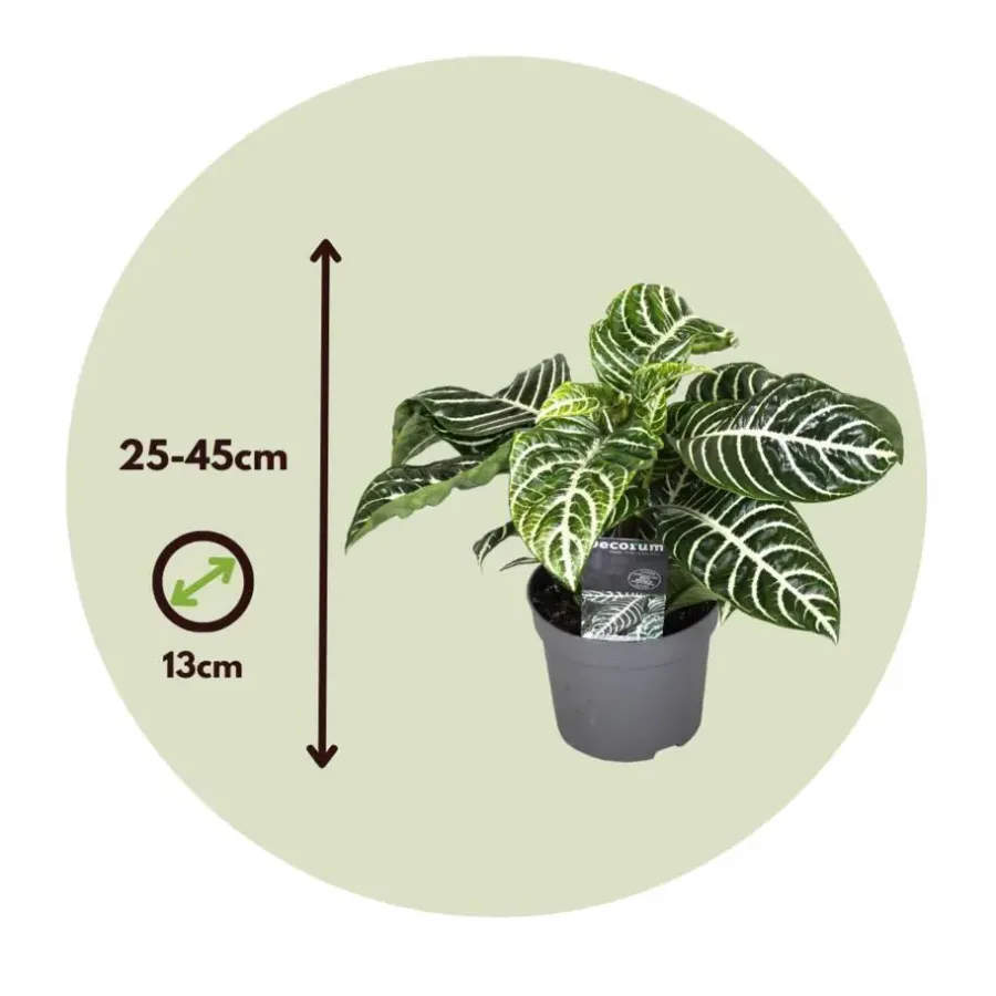 Kamerplanten-Plant in a Box Zebraplant - Set van 2 - Aphelandra squarrosa - Hoogte 25-45cm - ⌀13cm